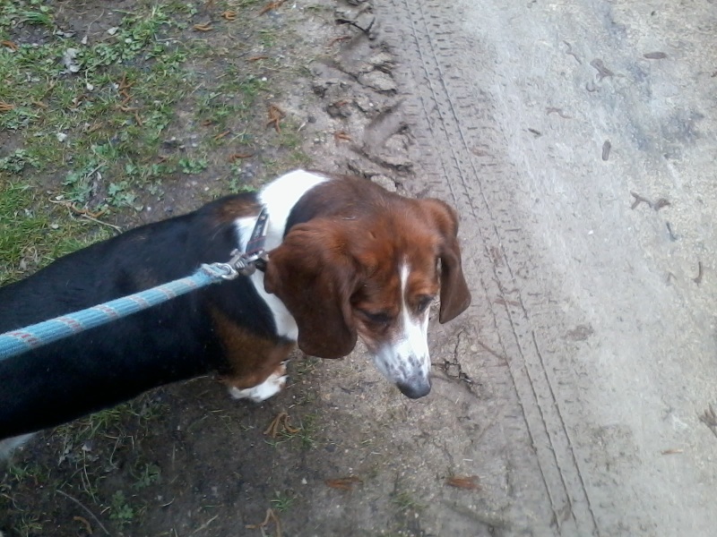 HAPPY Basset Hound née en 2003 Refuge Du Mordant 2013-012