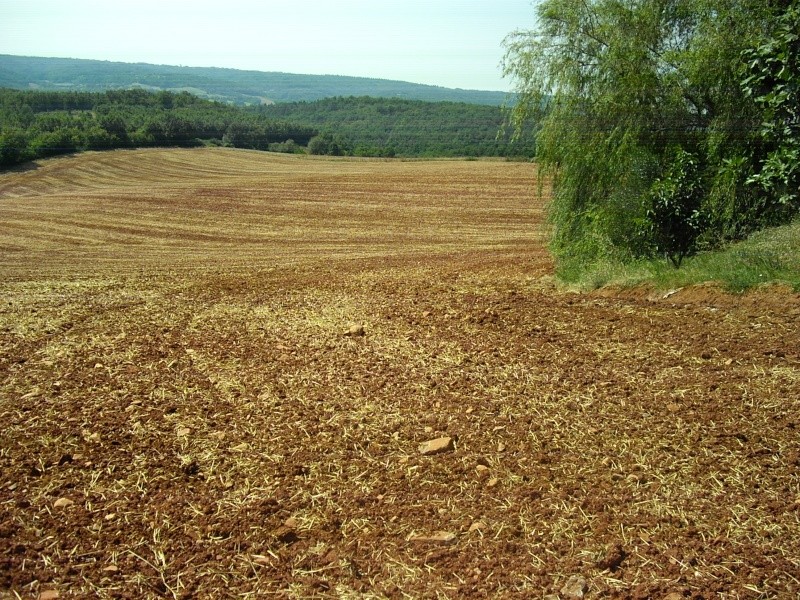 Colza en strip till chez SBZ 51 - Page 3 Imgp1810