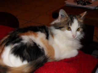 Greluche, 6 mois à mi janvier 2011, jolie petite tricolore Sdc10115
