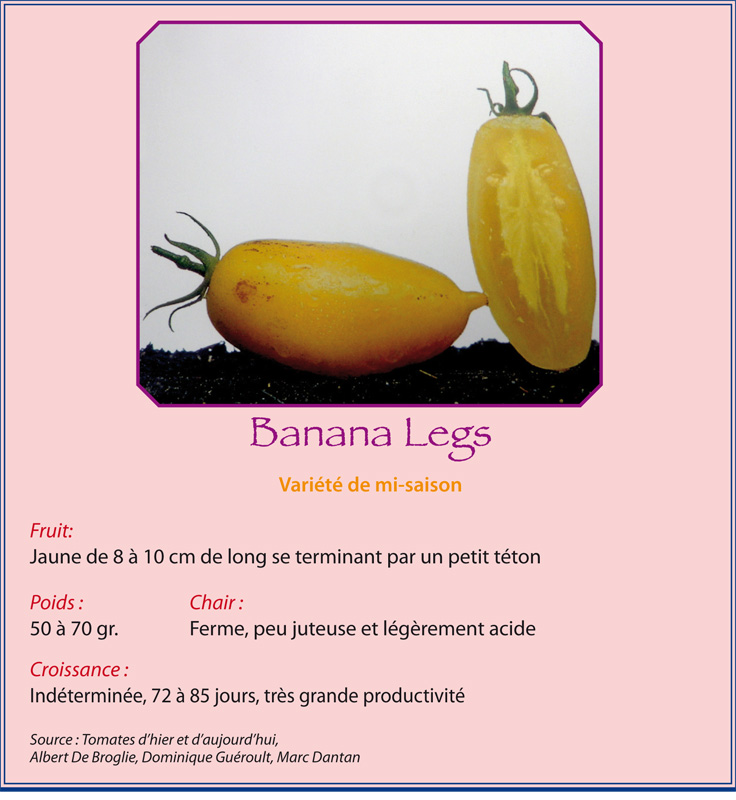 Banana Legs Banana10