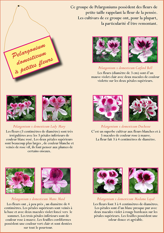 Pelargonium domesticum à petites fleurs Domest14