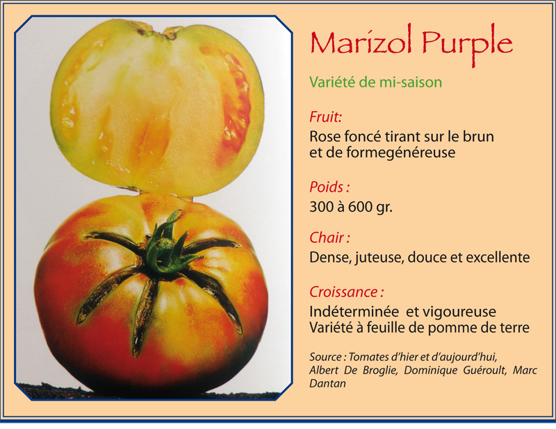 Marizol purple Marizo11