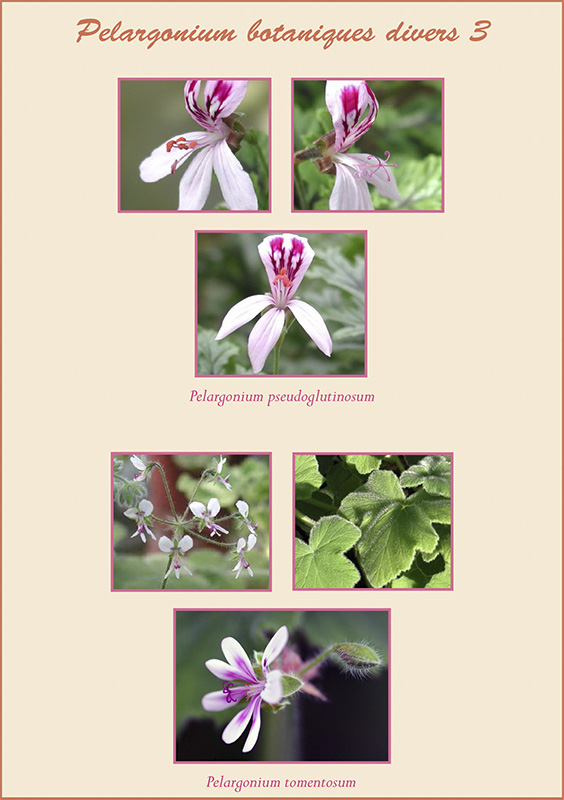 Pelargoniums botaniques divers P_bota11