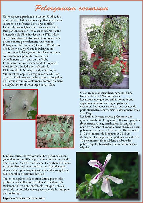 Pelargonium carnosum P_carn10