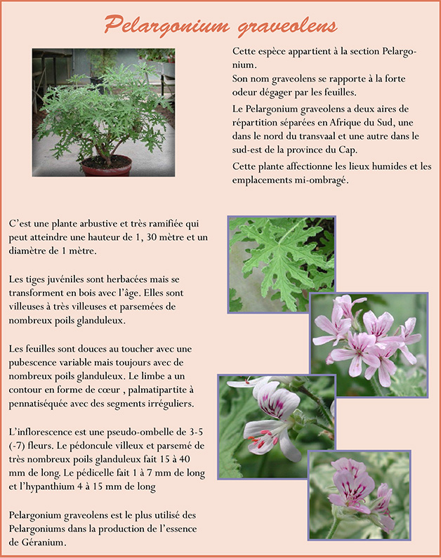 Pelargonium gravoelens P_grav10