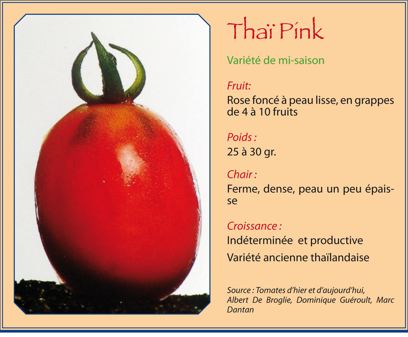 Thaï Pink Thaa_p10