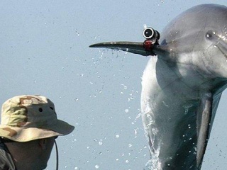  Trei delfini înarmați au scăpat în Marea Neagră  Delfin10