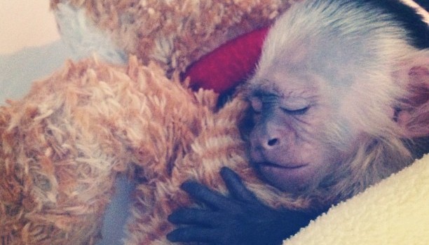 Justin Bieber ha adottato una scimmietta...come Michael Jackson. F2e0ad10