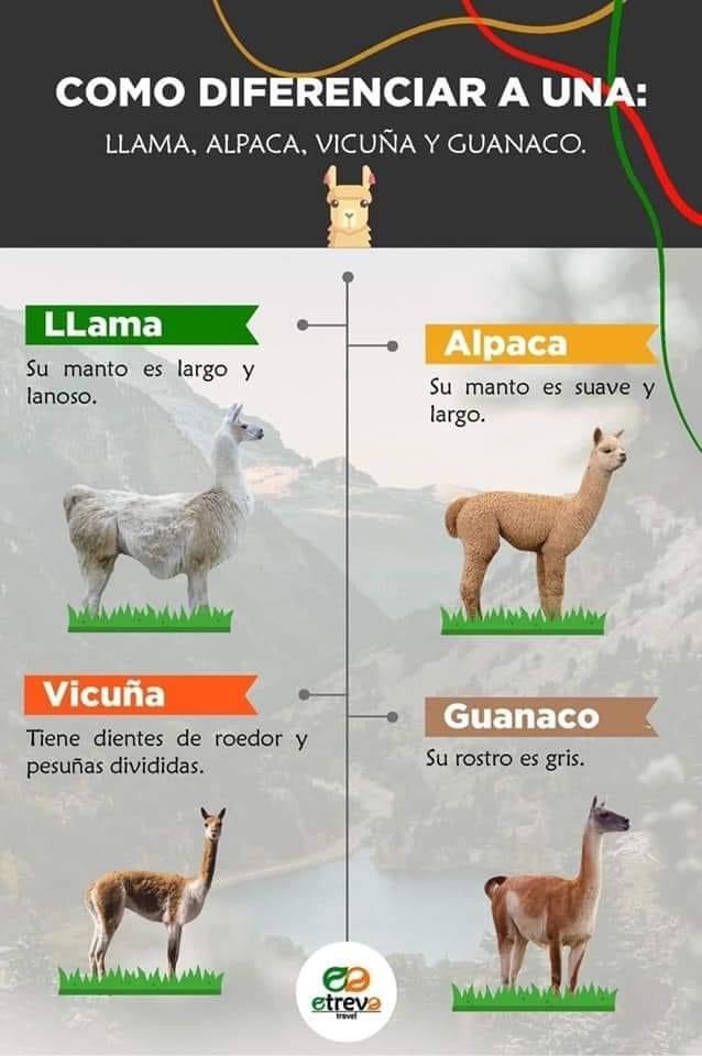 Llama Alpaca Vicuña Guanaco Df87ff10