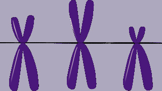 Scientists have sequenced the entire human Y chromosome for the first time, E1cd3610