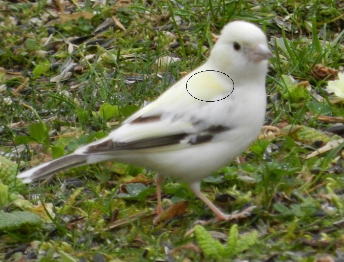 Quelle est cette petite boule de plumes blanches Image_10