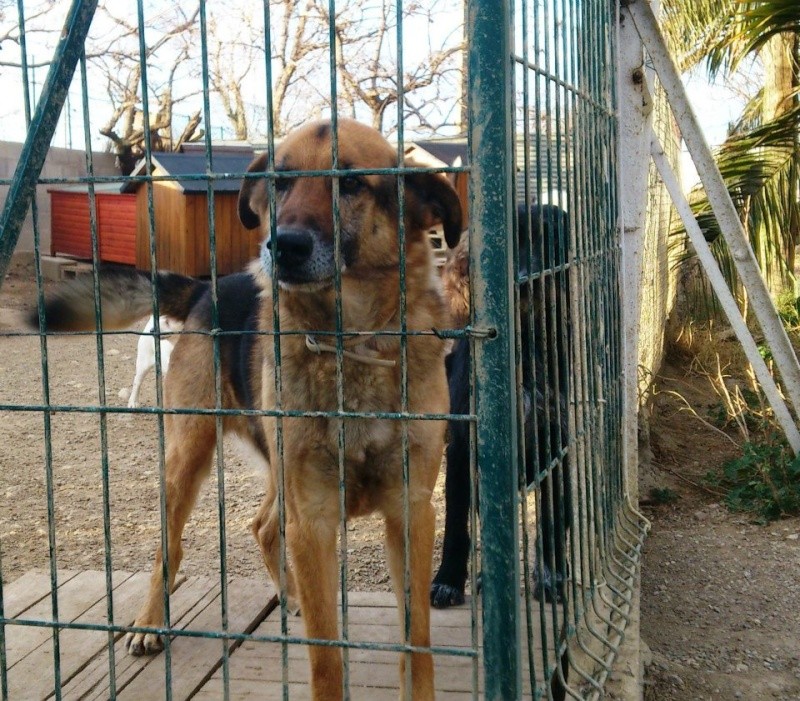 Urgent -  GOULU - ba 12 ans - Sos Animaux à Perpignan (66) Goulu-10