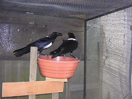 Corbeau pie ( Corvus albus) (2011) Corbea12