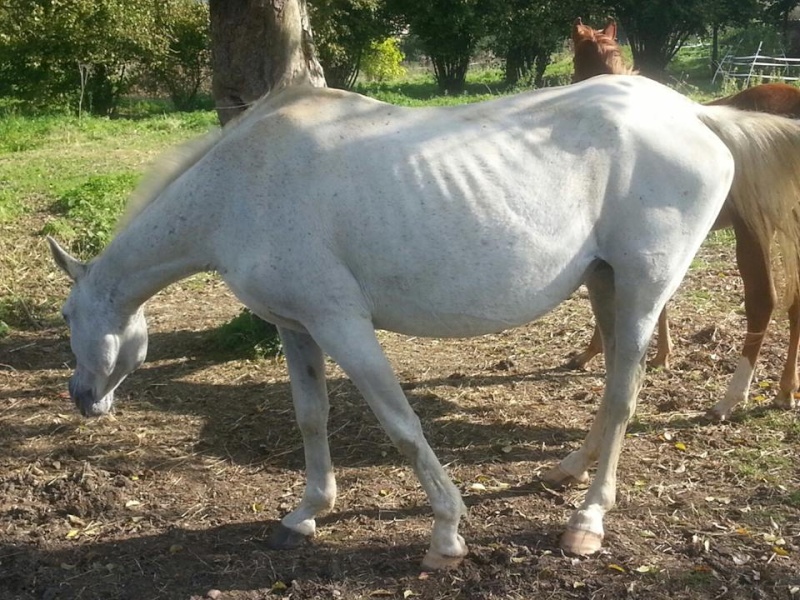 Hadjala du Vallon Adoptée par Manon - Page 2 13716810