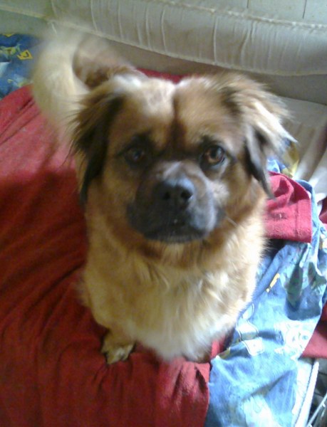 MC Chispi - Zoekt fosterbaasje erbij Chiqui13