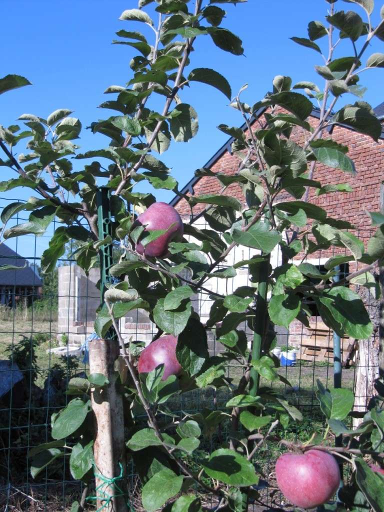 je suis un fruitier 00112