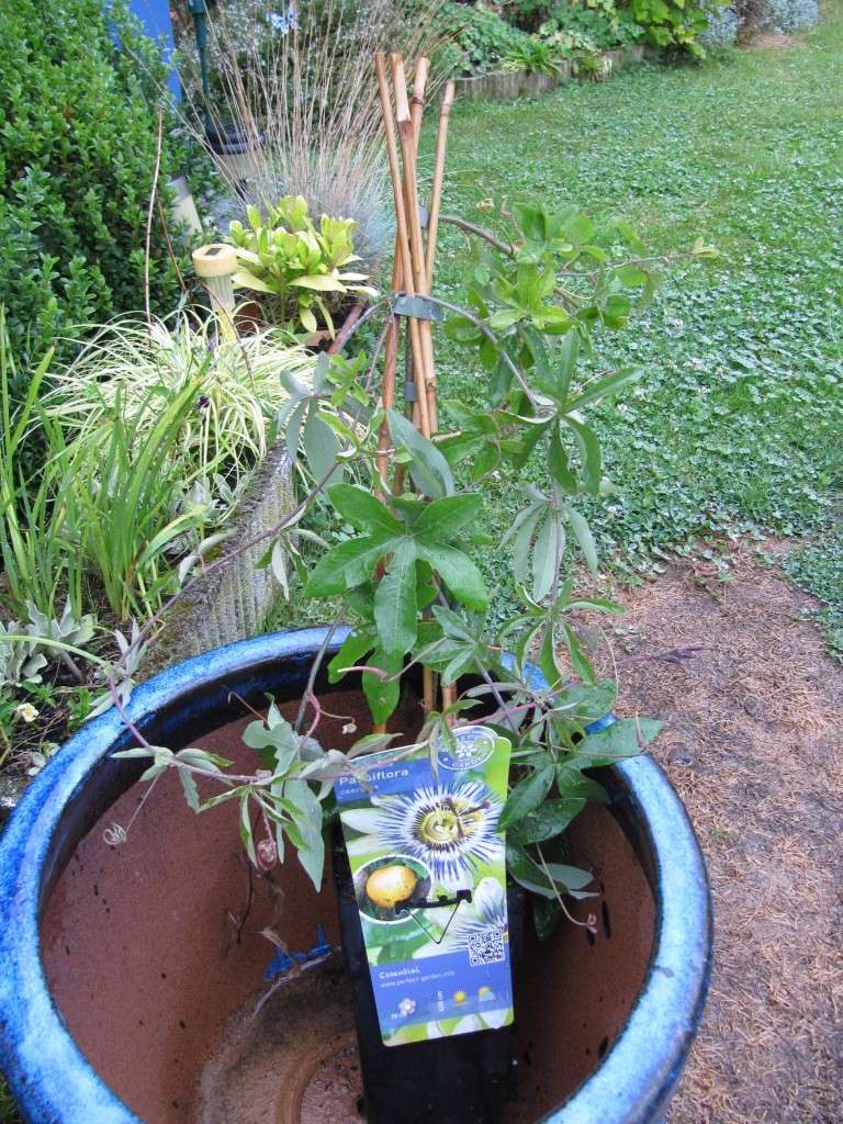 nouveaux passiflores a la maison 00512