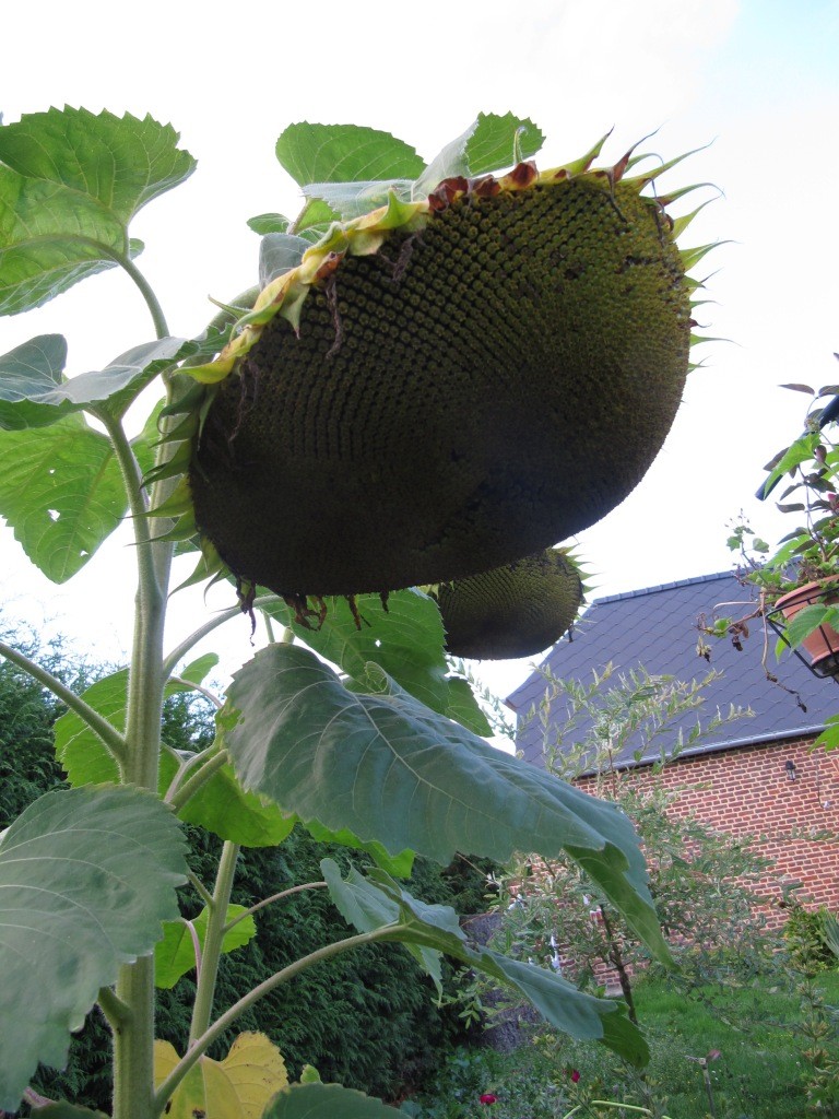 ma récolte de tournesol pour les graines 02011