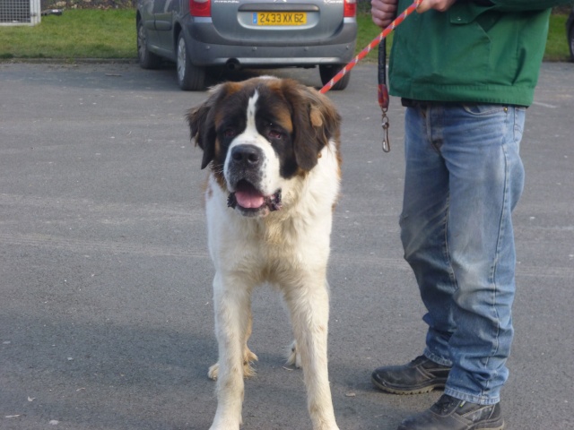 [résolu]BEETHOVEN saint Bernard mâle 2 ans poils longs - Le refuge du Béthunois (62) 07510