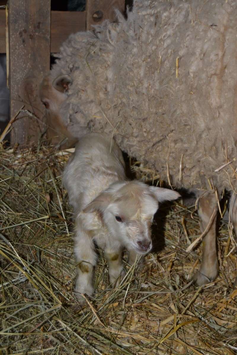 Agressivité d'une brebis avec sa toute jeune agnelle Dsc_0019