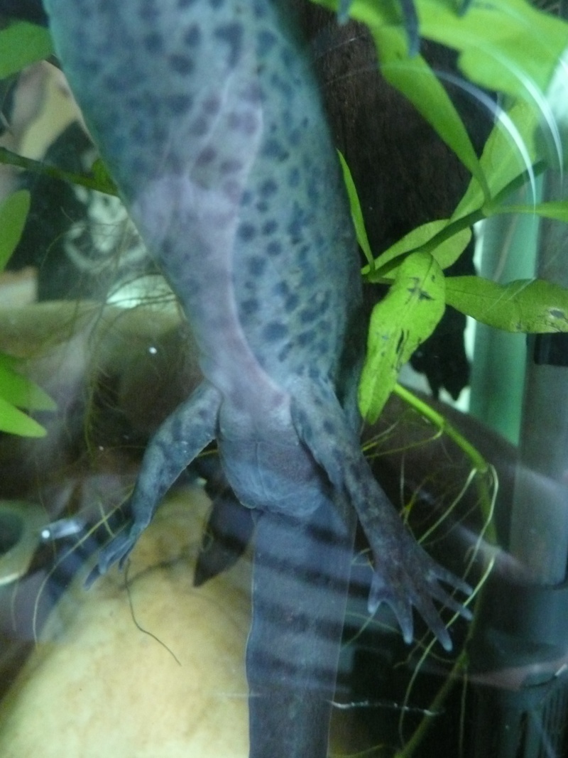 Sexe axolotl P1000913