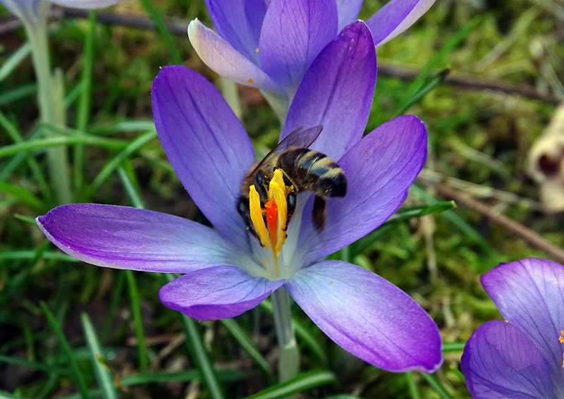 quelques annonces du printemps qui approche  Dsc03011