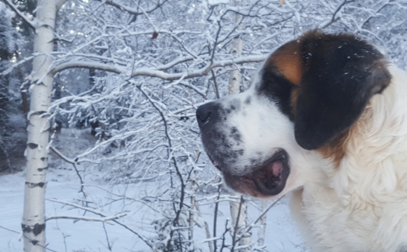 LEELOO, saint bernard 1 an - F - Page 2 Img_2022