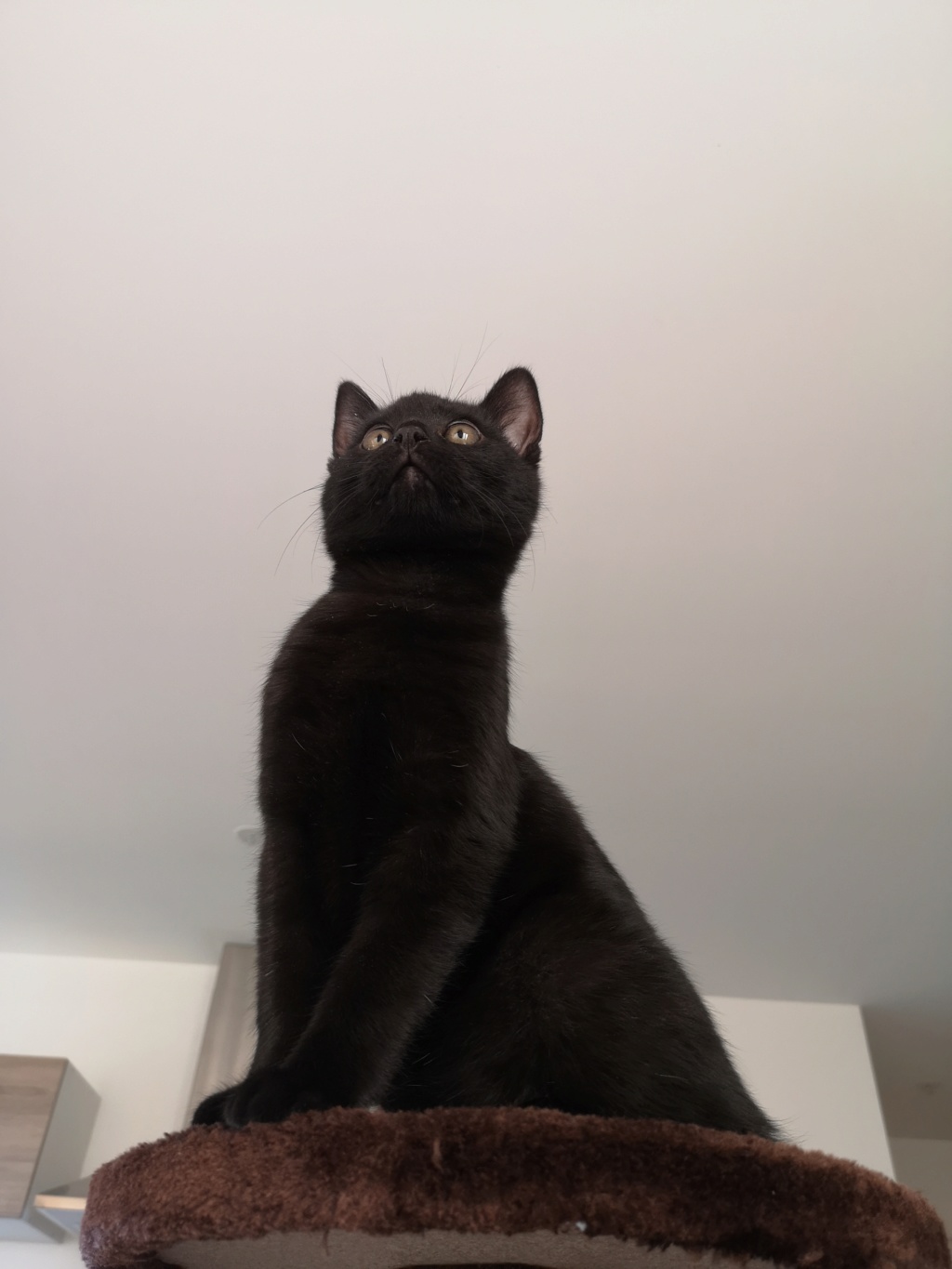 POTIRON , chaton européen noir , 2 mois  , M  Img_2049