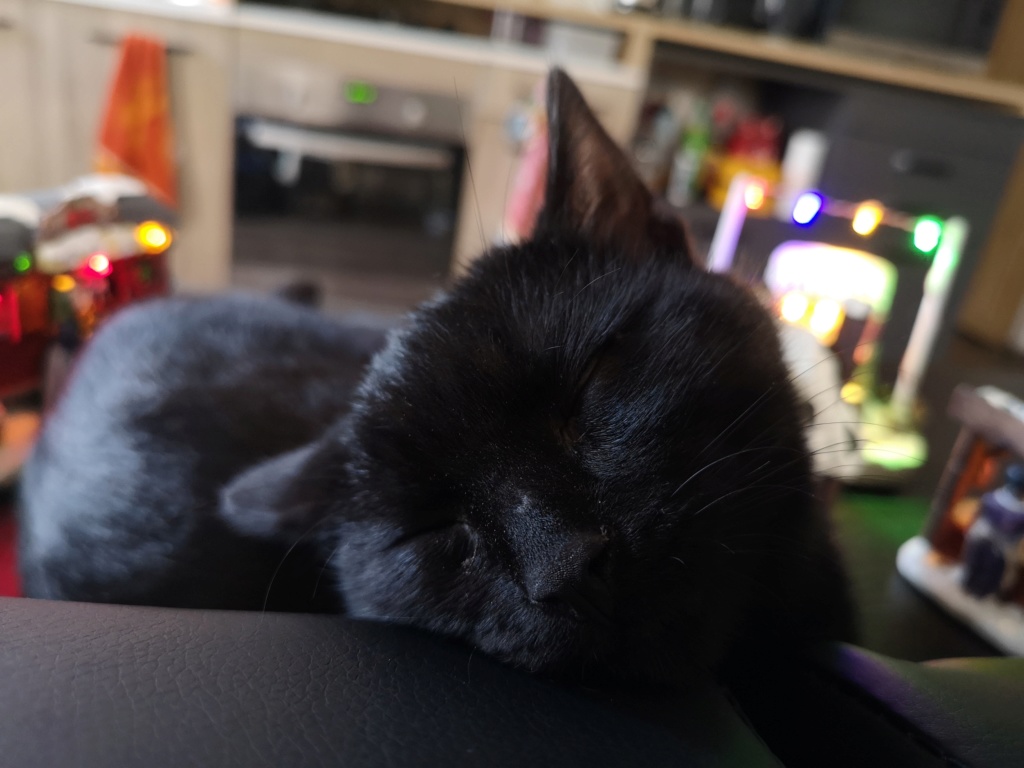 POTIRON , chaton européen noir , 2 mois  , M  Img_2050