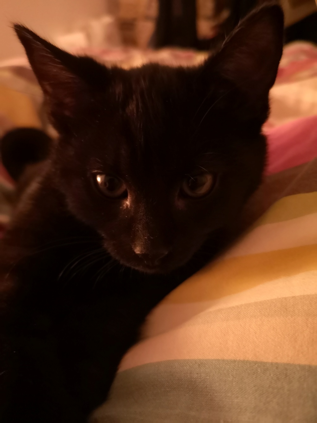 POTIRON , chaton européen noir , 2 mois  , M  Img_2052