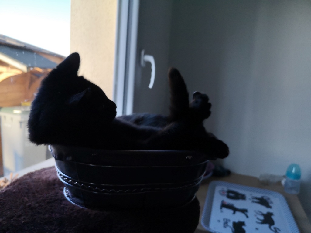 POTIRON , chaton européen noir , 2 mois  , M  Img_2053
