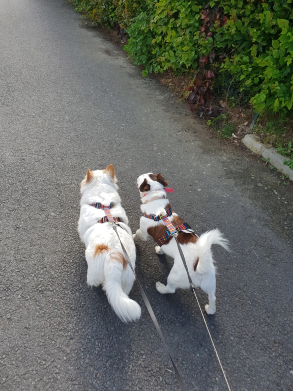 POUSSINETTE croisée papillon 6 ans - F Poussi12