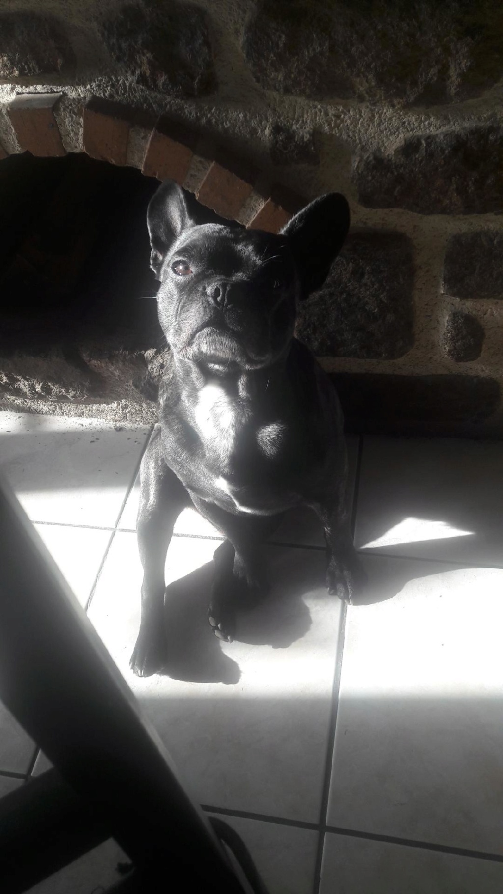 ENGEL bouledogue français 2 ans - M Resize17