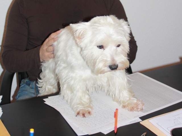 UZZA dite ULLIA dite TEQUILLA,   WESTIE FEMELLE 7 ANS  - Page 12 Img_2511