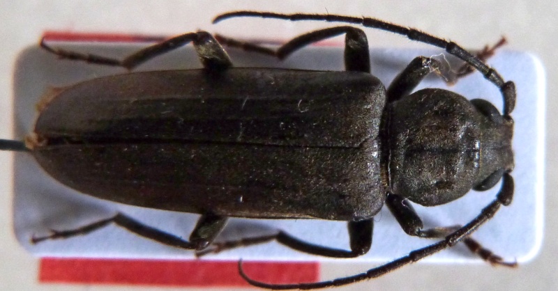 Cerambycidae corse Arhopa10