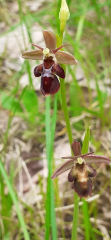 Ophrys fuciflora x insectifera Hybrid21