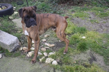 FEES - boxer male 2 ans Img_7710