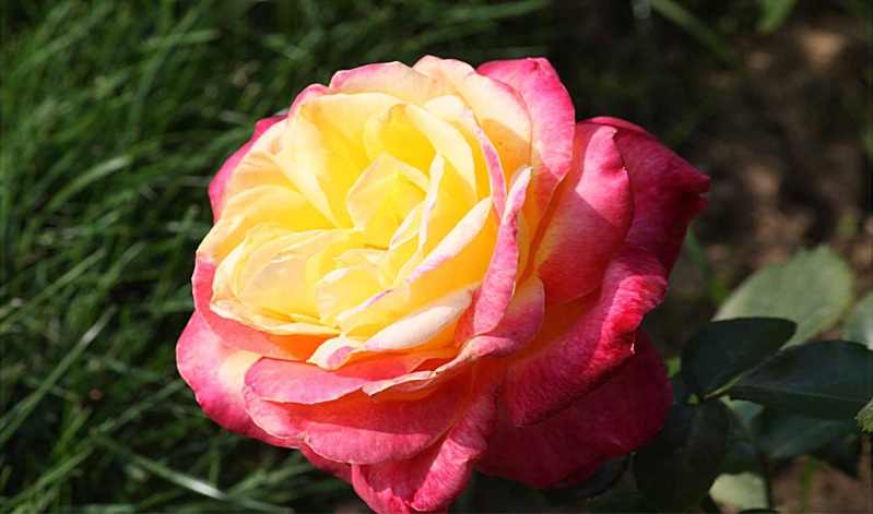 Une rose... pour esprer le Printemps Rose_010