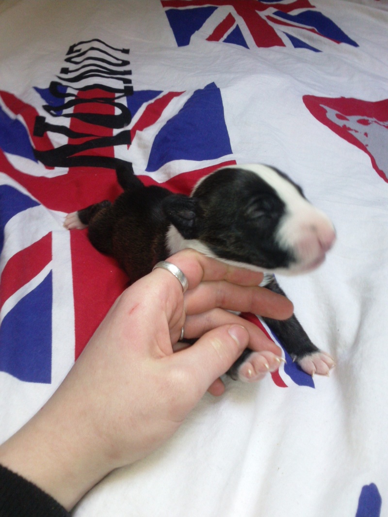 chiot bull terrier standart inscrit au lof  2semai12