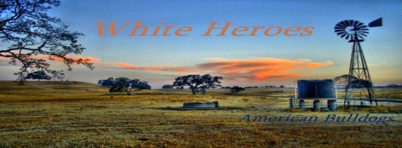 Bouledogue Américain  /   White Heroes  28651910