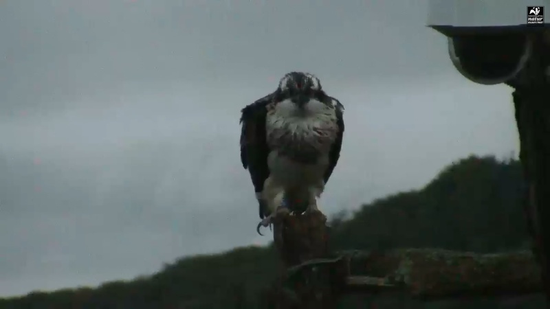 Dyfi Ospreys  - Page 11 344a10