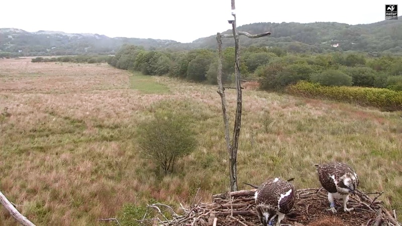 Dyfi Ospreys  - Page 10 344aaa17