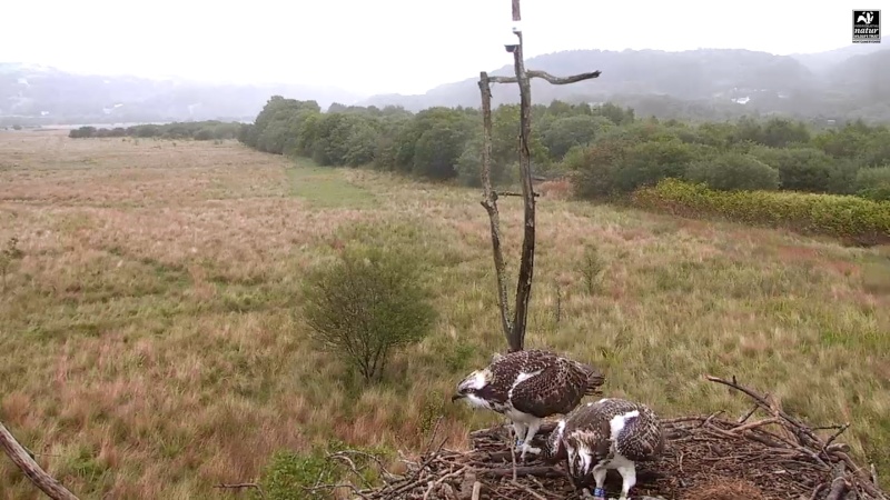 Dyfi Ospreys  - Page 10 344aaa18