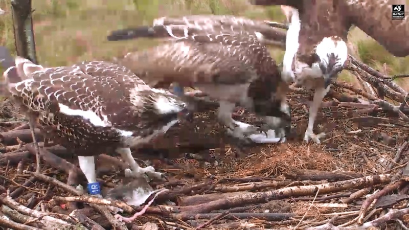 Dyfi Ospreys  - Page 10 344aaa22