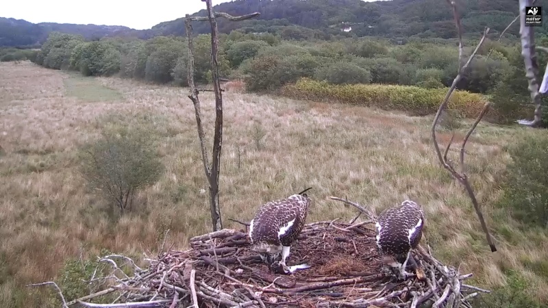 Dyfi Ospreys  - Page 11 344aaa29