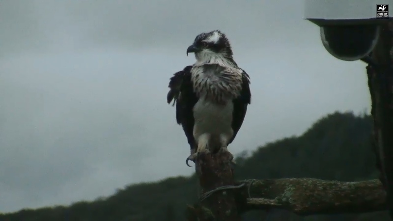 Dyfi Ospreys  - Page 11 344aaa36