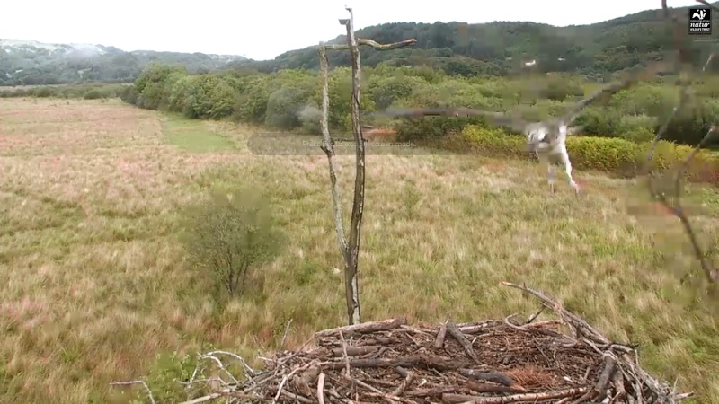 Dyfi Ospreys  - Page 9 444aaa12