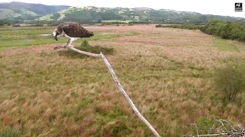 Dyfi Ospreys  - Page 9 444aaa16