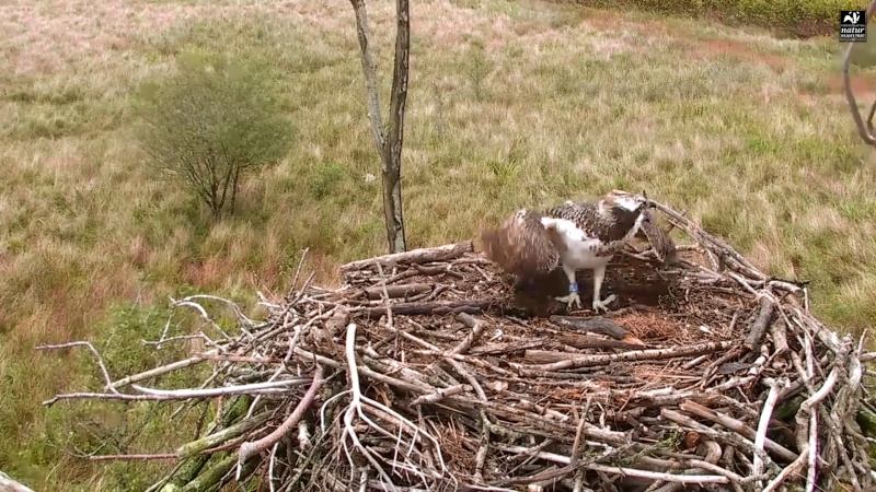 Dyfi Ospreys  - Page 10 444aaa23