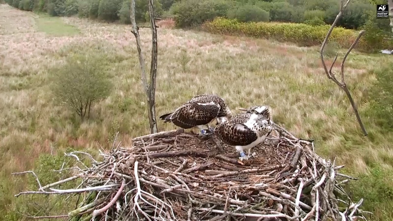 Dyfi Ospreys  - Page 10 444aaa26